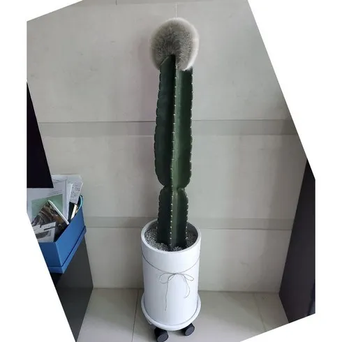 추석명절 사전 구매 대형선인장 굿템